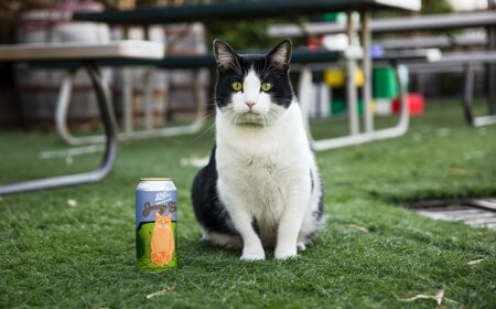 How Sunny the Cat Inspired 2nd Shift Brewing’s Sunny Cat IPA